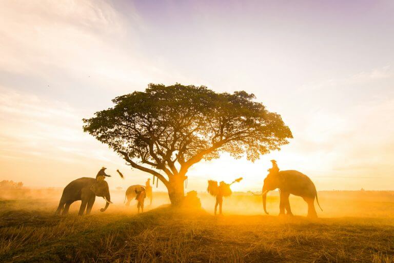 Elephants at sunrise in Thailand