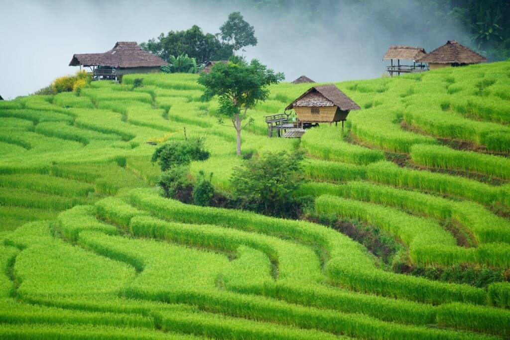 The terraced rice paddy in Bong Piang village Chiang mai Thailand