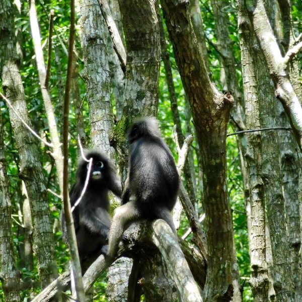 dusky-langur-leaf-monkey