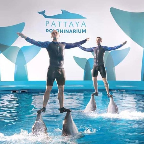 pattaya-dolphinarium-about